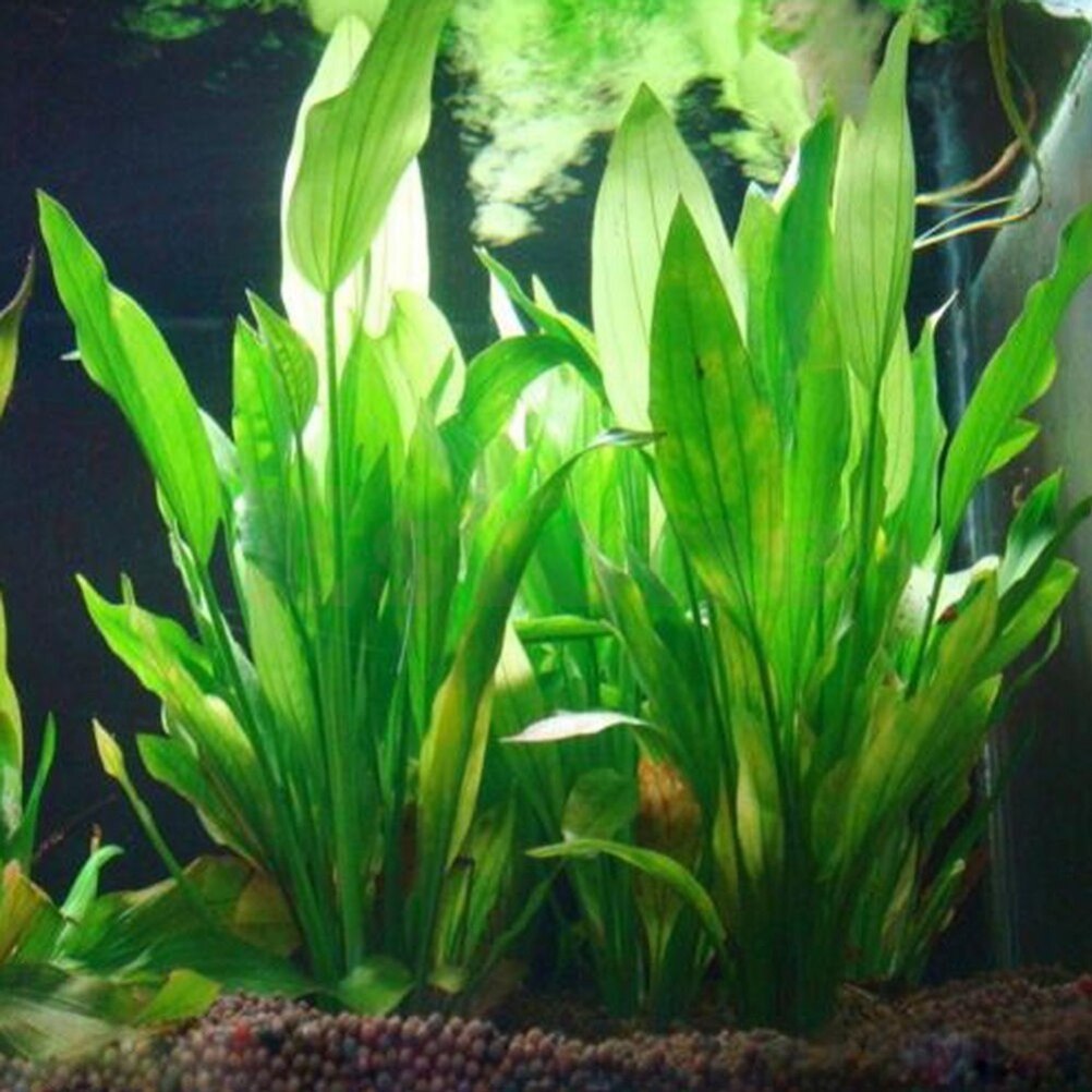 Dry Herb Vaping Accessories - Plantas artificiales de decoración de Acuario,